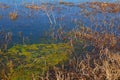 Aquatic weeds and duckweeds growing on margins of wetlands and marshes,yunnan,china,Ã¥ÅÂ¨Ã¤ÂºâÃ¥ÂâÃ¦âºÂ²Ã©Ââ,Ã¤Â¸Â­Ã¥âºÂ½